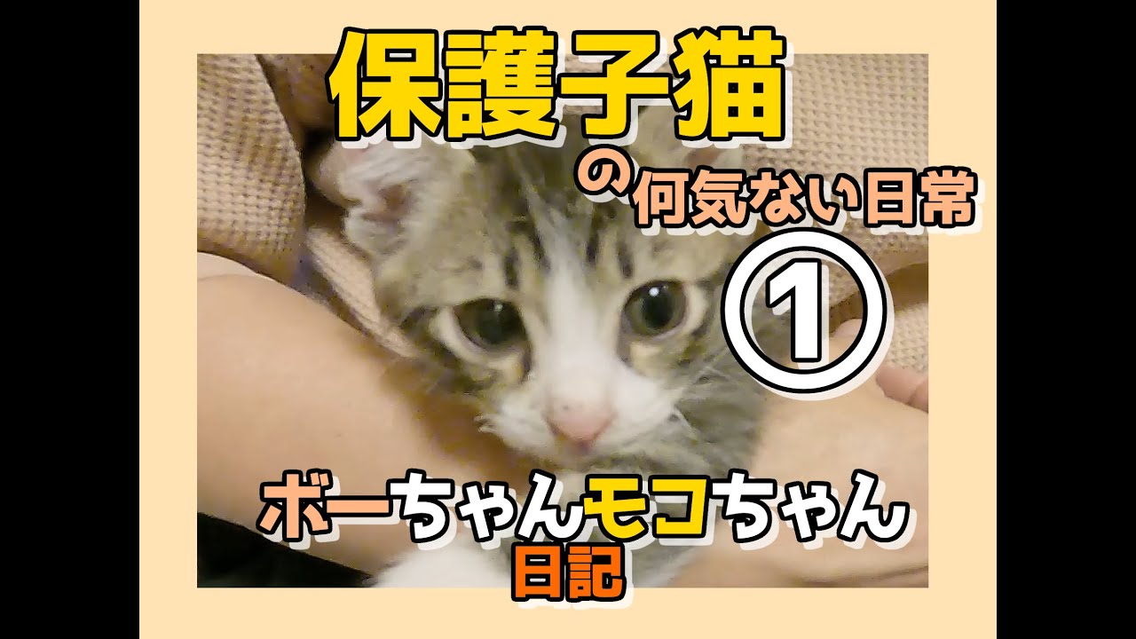 【＃保護子猫】ボーちゃんモコちゃん日記１