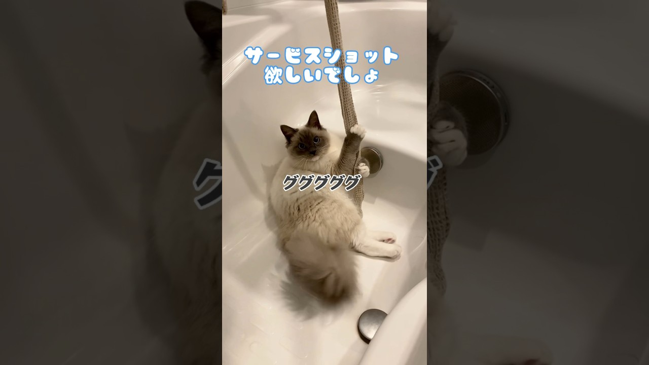 【バスローブと戦う猫】#猫 #ねこ #ねこのいる生活 #ラグドール #ragdollcat #猫動画 #cat #かわいい猫 #あざとい #cute #고양이 #shorts #にゃんこ #かわいい