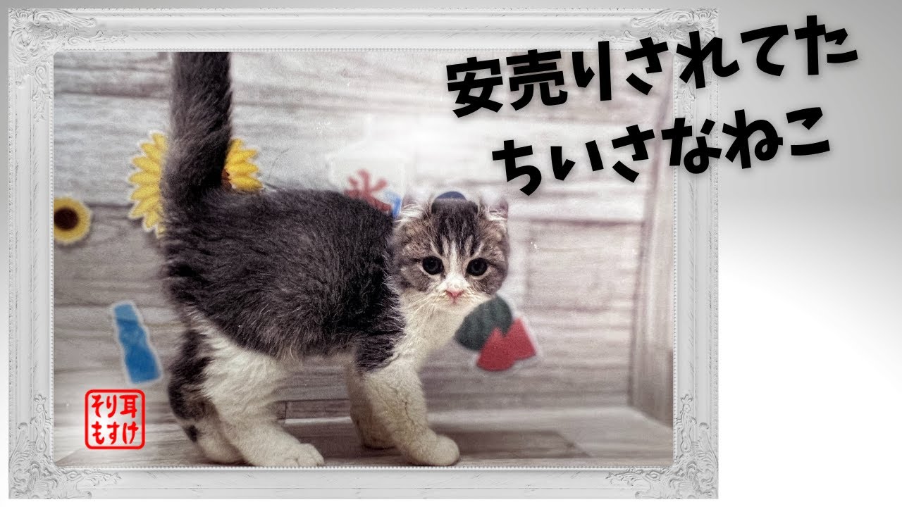 女子高生がペットショップについて感じたこと＆重要なご報告