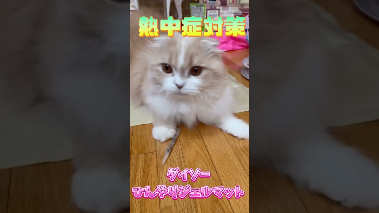【スコティッシュフォールド】#Shorts猫の熱中症対策🍉ダイソーひんやりジェルマット🍧