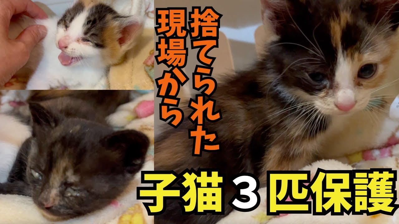 【子猫捕獲成功】置き去りにされた猫達。まずは子猫３匹保護しました