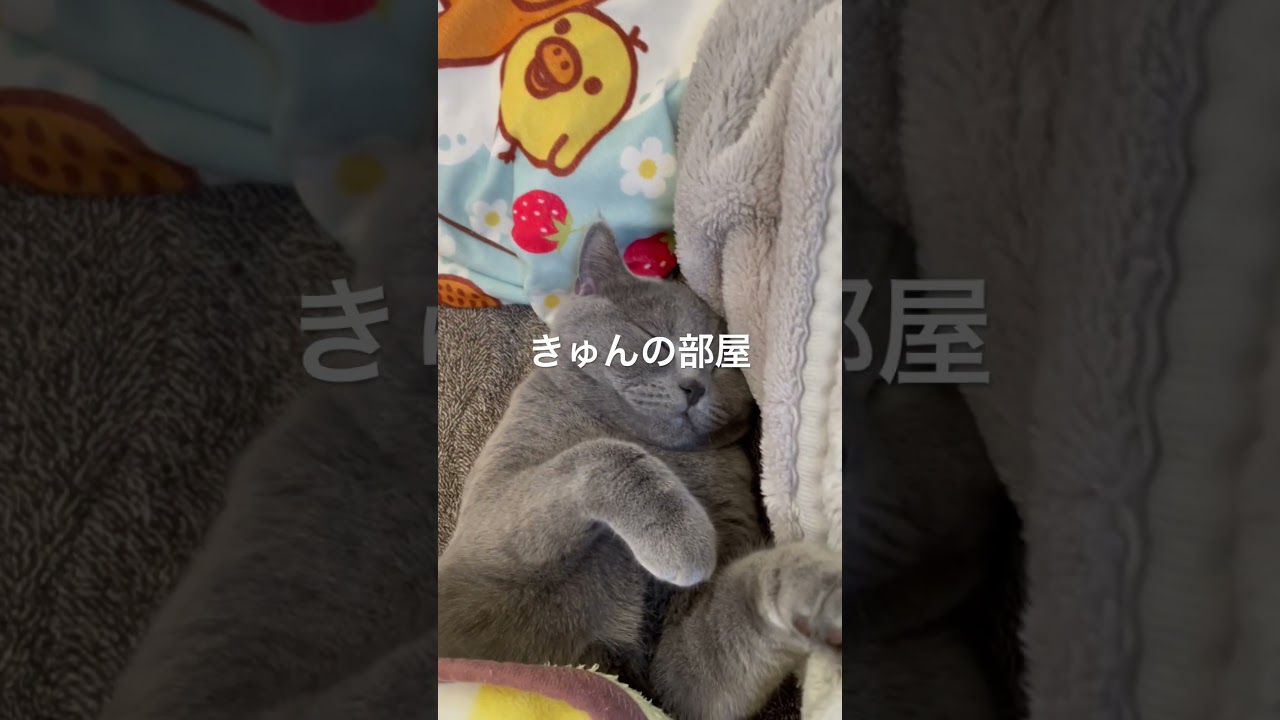 日向ぼっこの後のお昼寝#ねこ #ブリティッシュショートヘア