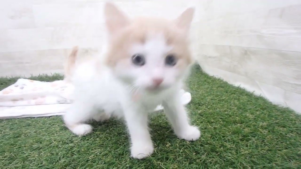 Coo&RIKU　No00638240 ノルウェージャン・フォレストキャット