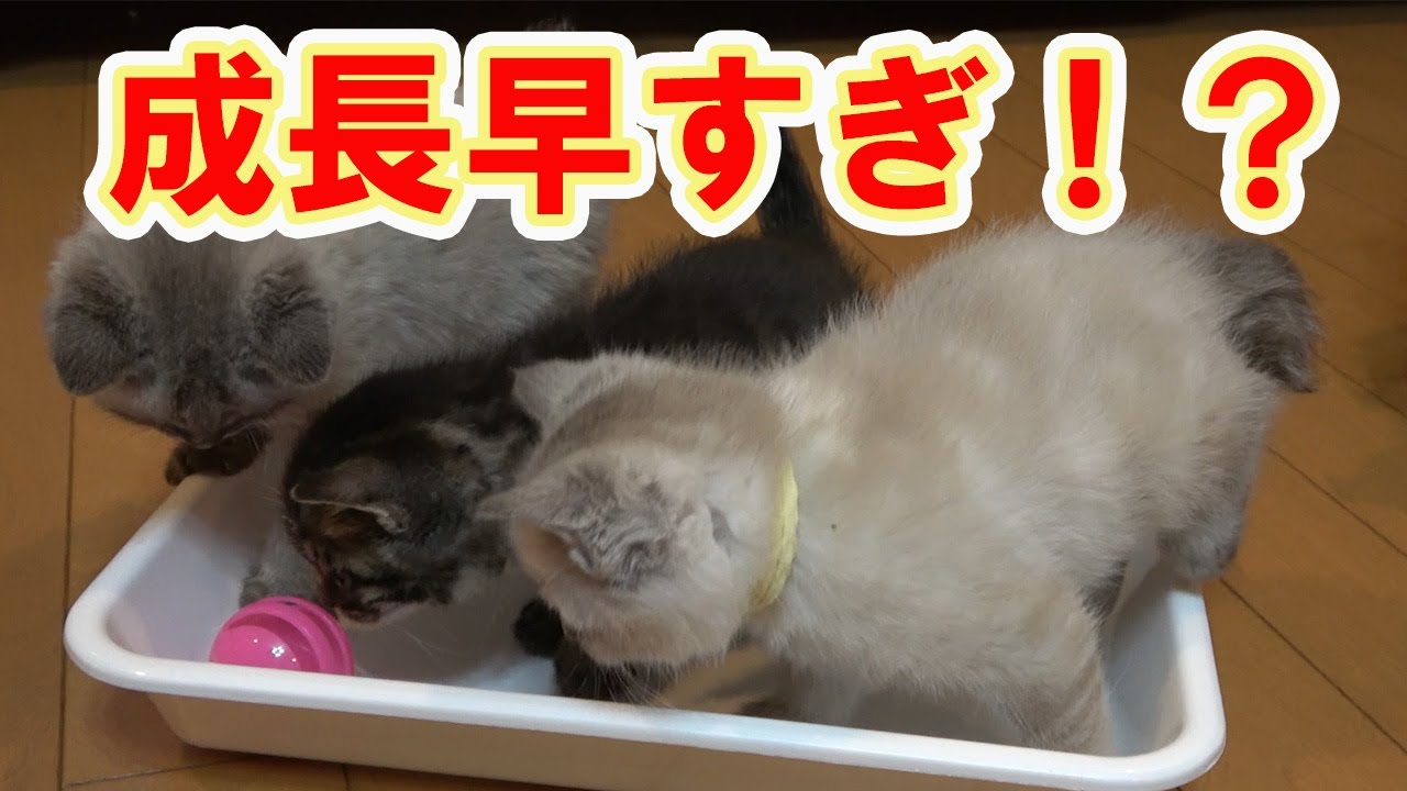 【保護猫】＃295　子猫だから…と思っていたらびっくりしました。