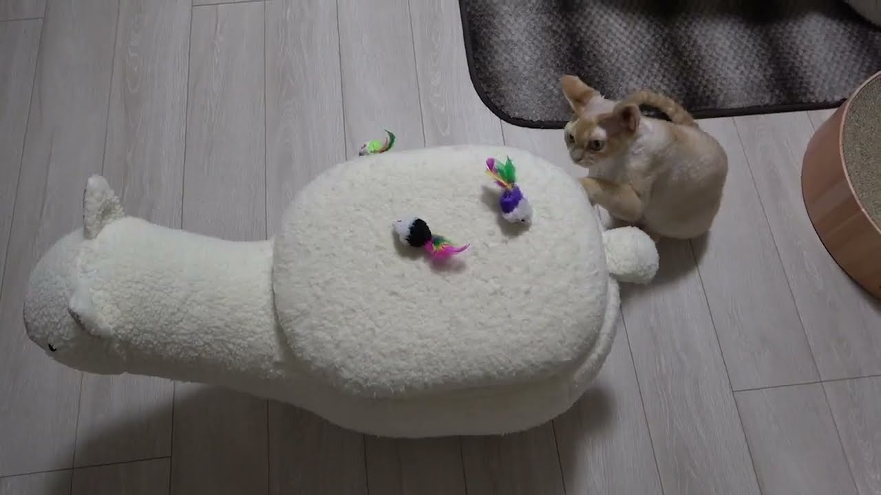 デボンレックス猫にネズミのおもちゃをたくさんプレゼントしました(Many mouse-shaped toys for Devon Rex cat)