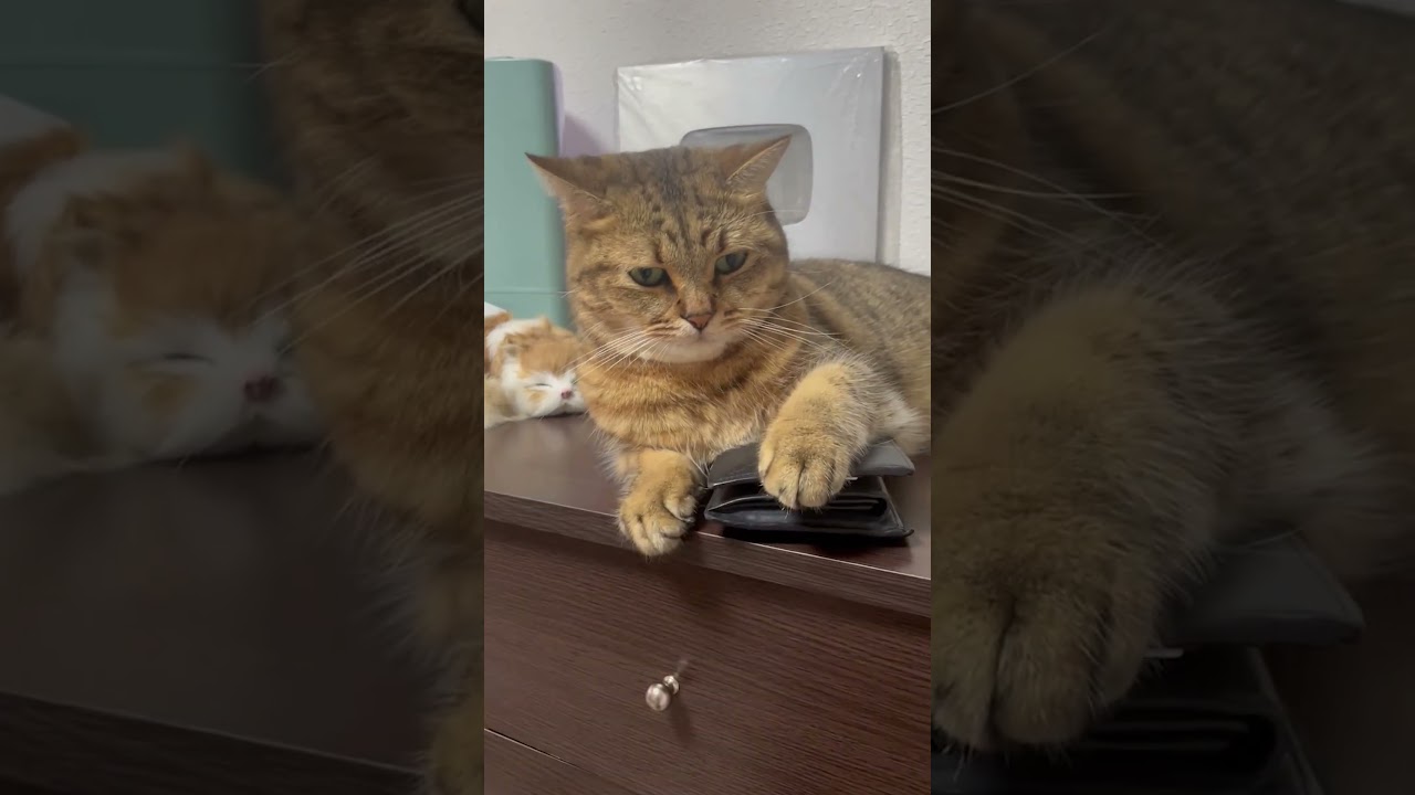 【猫動画】あの…それ私の財布なんですけど…返せぇ…　#shorts