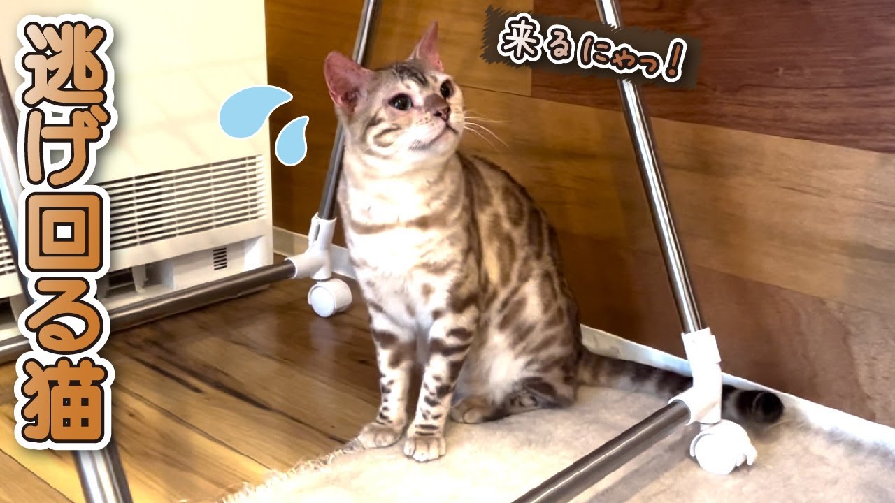 【スノーベンガル猫とトイプードル】点耳薬が嫌いで逃げ回る愛猫がこちらです