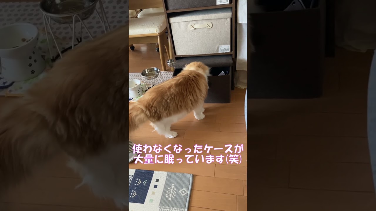 ふとっちょ猫は力持ち #shorts  #猫 #アメリカンカール #cat