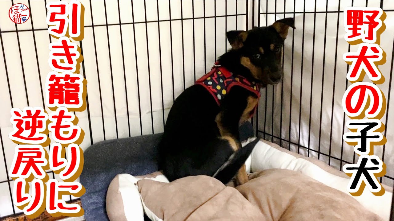 【子猫　保護犬 野犬】退院したら引き籠もり犬に逆戻りしました