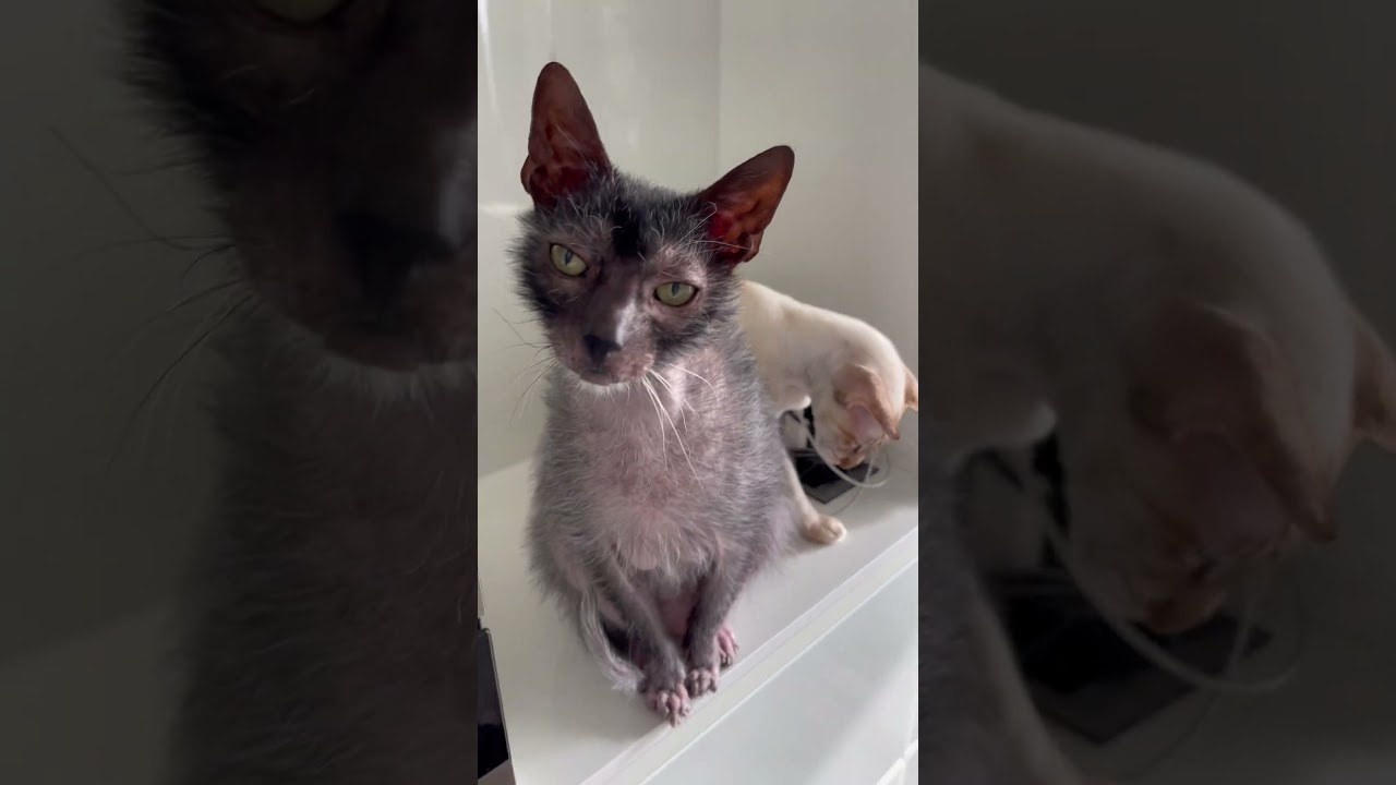 Кофе-коты🐾 #кошкиикофе