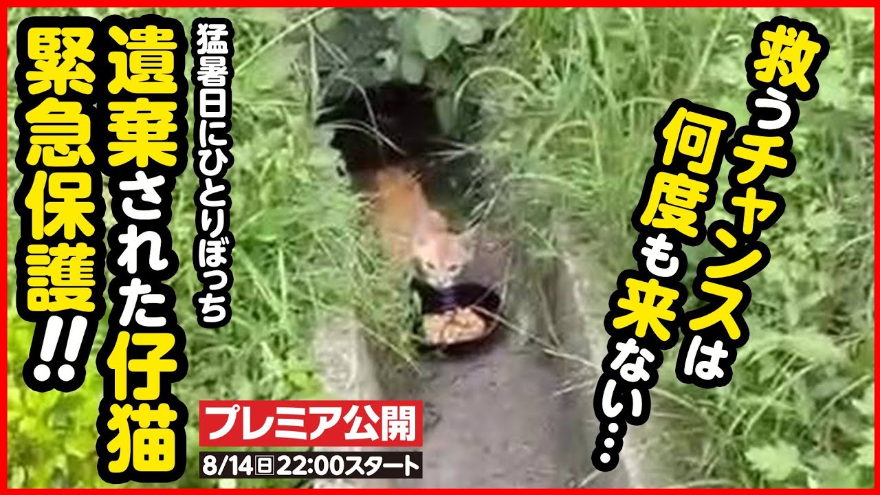 【子猫保護】明日はもう、この子に会えないかもしれない...ひとりぼっちの子猫を緊急保護しました
