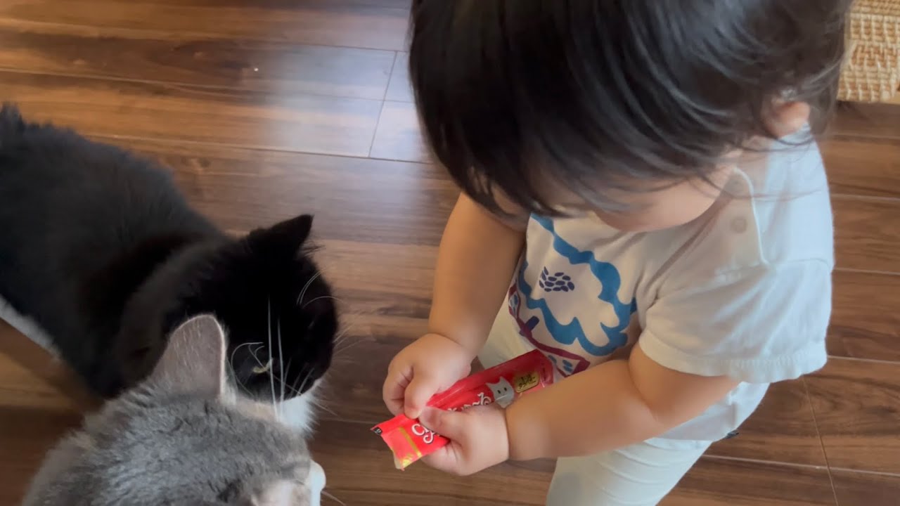 赤ちゃんから平等になるよう交互にオヤツを与えられる猫達　ノルウェージャンフォレストキャット&ラガマフィン　Cats receiving treats equally from babies