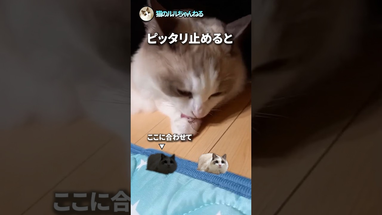 ピッタリ止めると面白画像その6 #ラグドール #猫 #ぴたどめチャレンジ