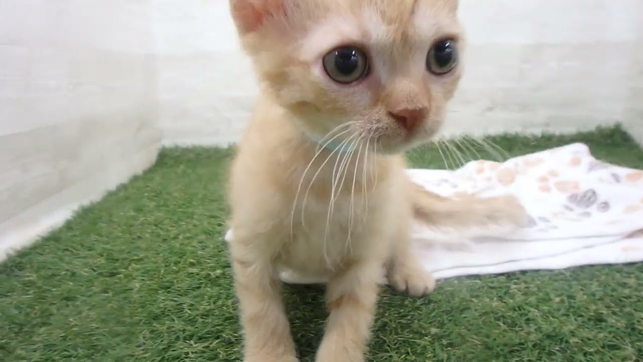 Coo&RIKU　No00638659 セルカークレックス