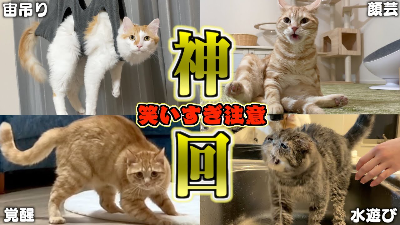 【豪華】ツッコミどころ満載なおもしろ猫動画30連発！