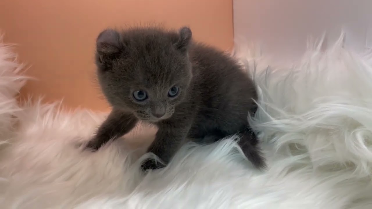 アメリカンカール 【ブルー】アメリカンカール兄妹❣️