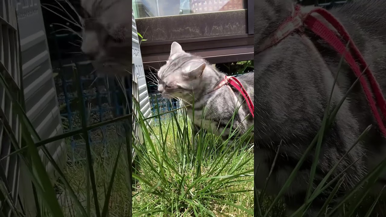 出発 散歩 ねこ アメリカンショートヘアー お出掛け cat たろう