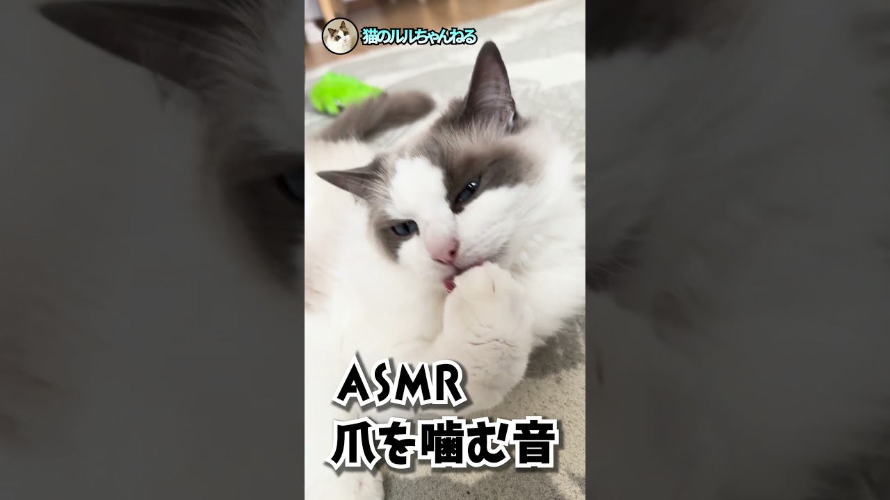 ASMR　猫が爪のお手入れをする音#shorts #ラグドール#asmr