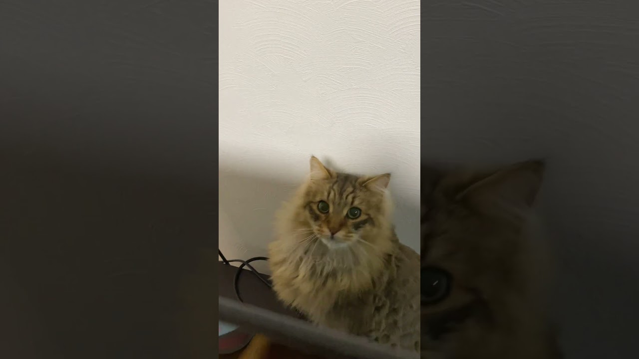 TVの裏から可愛いのが出てきた【猫・サイベリアン】 #shorts