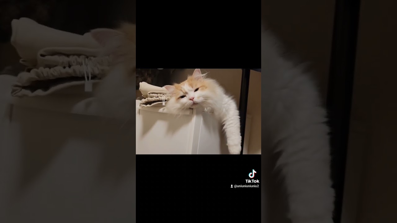 ぐでっとしたしらたま #ラガマフィン #猫動画 #cat #子猫 #癒し #shorts