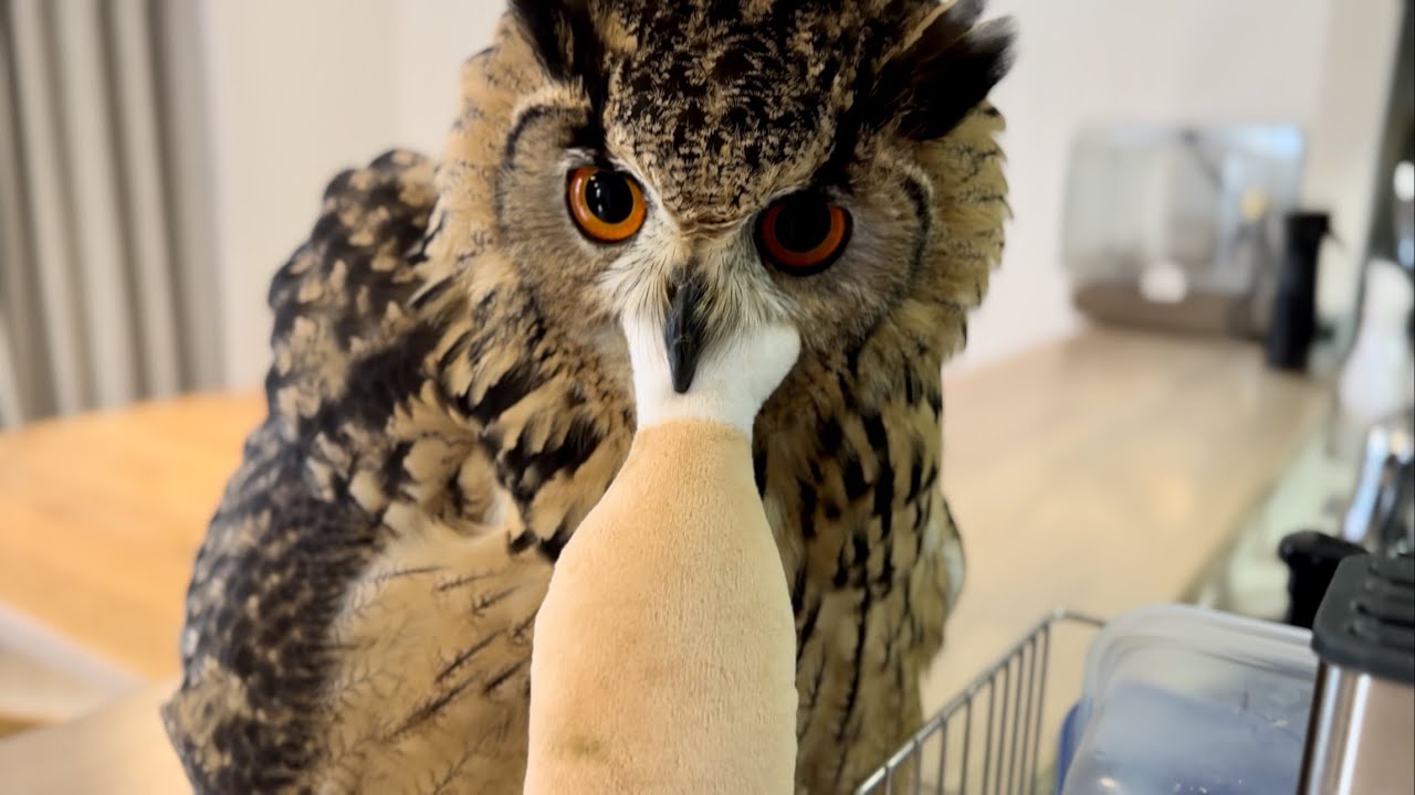 #790 お肉大好きフクロウ Owl loves meat【ベンガルワシミミズク】