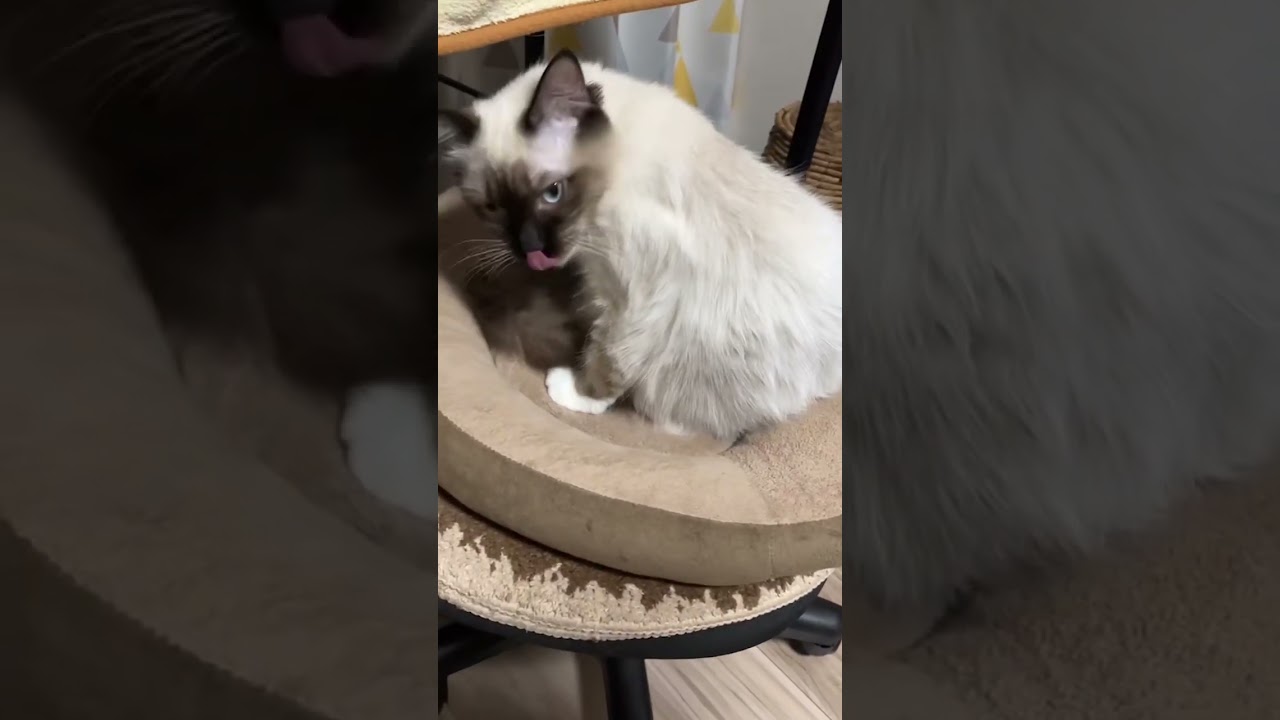 たぬきに似ているラグドールのたぬき達が寝ている #kitten #ragdoll #ねこ #ラグドール #ラグドール子猫 #cat #アライグマ #こねこ #たぬき #ねこのいる生活