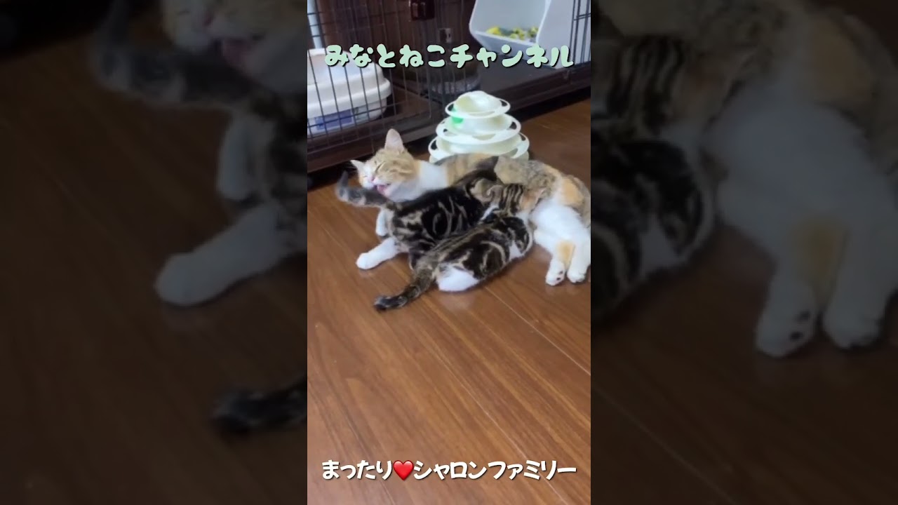 まったりシャロンファミリー💛保護猫💛