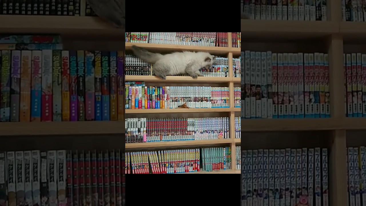 #運動音痴 #子猫 #サイベリアン#siberian#cats