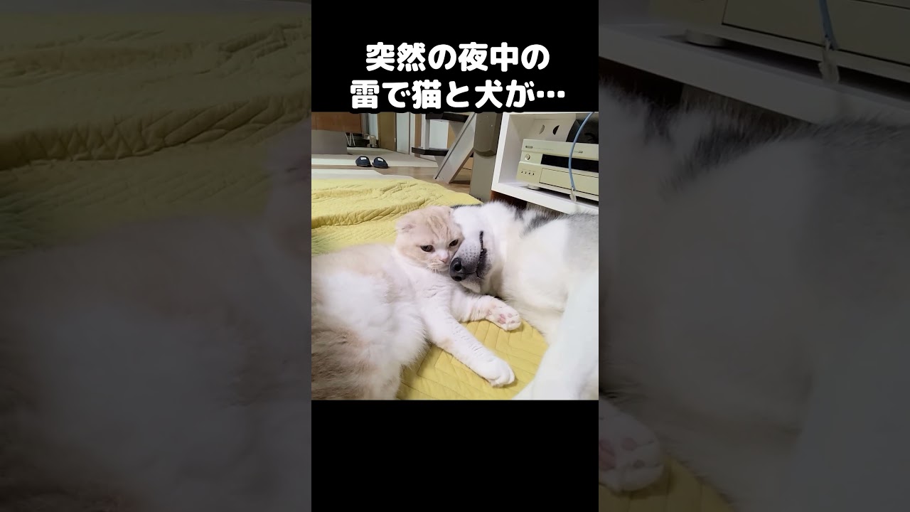 夜中に突然の雷に猫と犬がこうなりました...#shorts