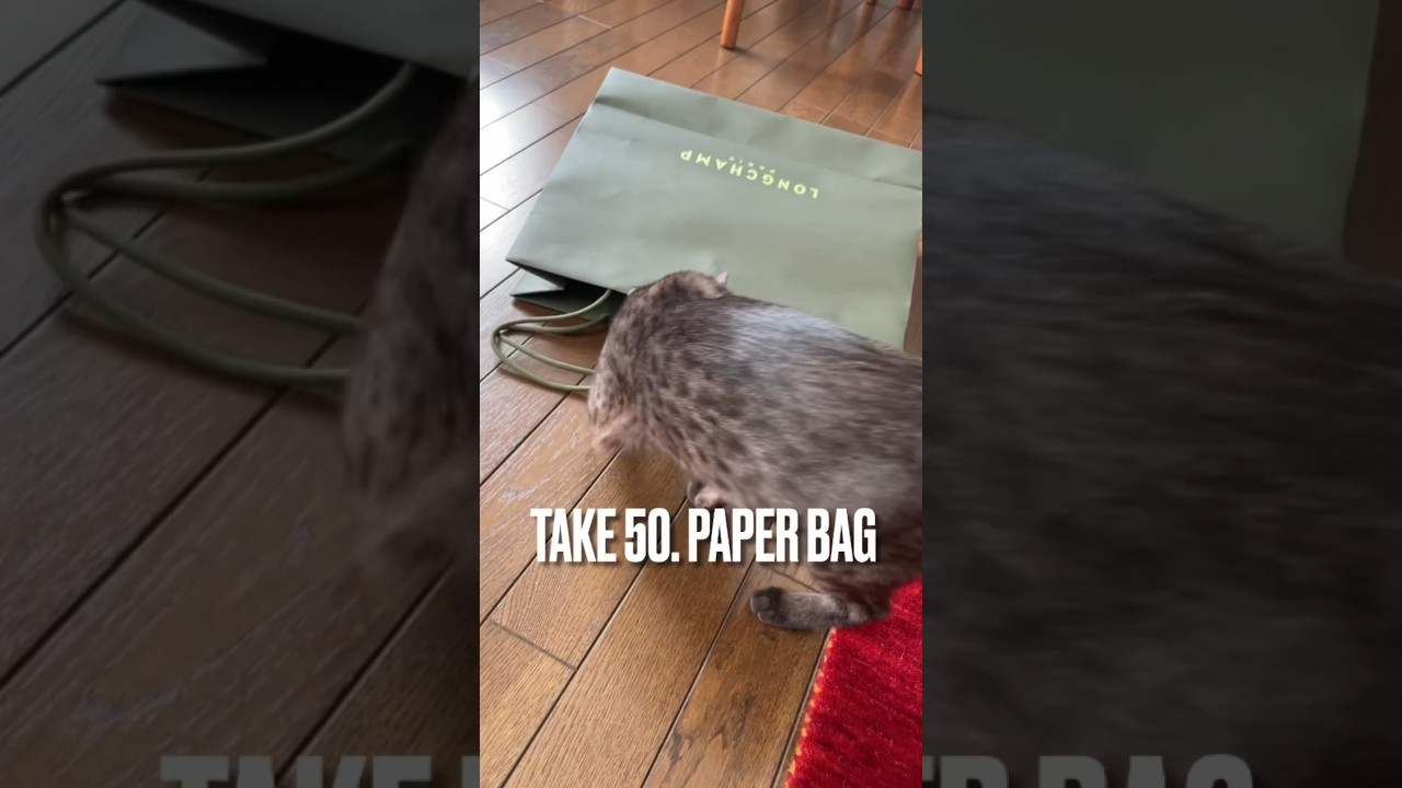 #紙袋 大好きにゃ #paperbag #ロンシャン #グースベリーグリーン #エジプシャンマウ #猫 #playingcat #shorts