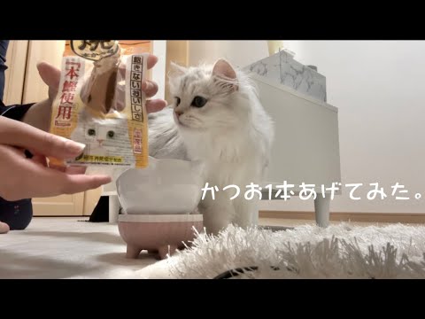 【ペルシャ猫】かつおを丸々1本あげてみたら…🐟