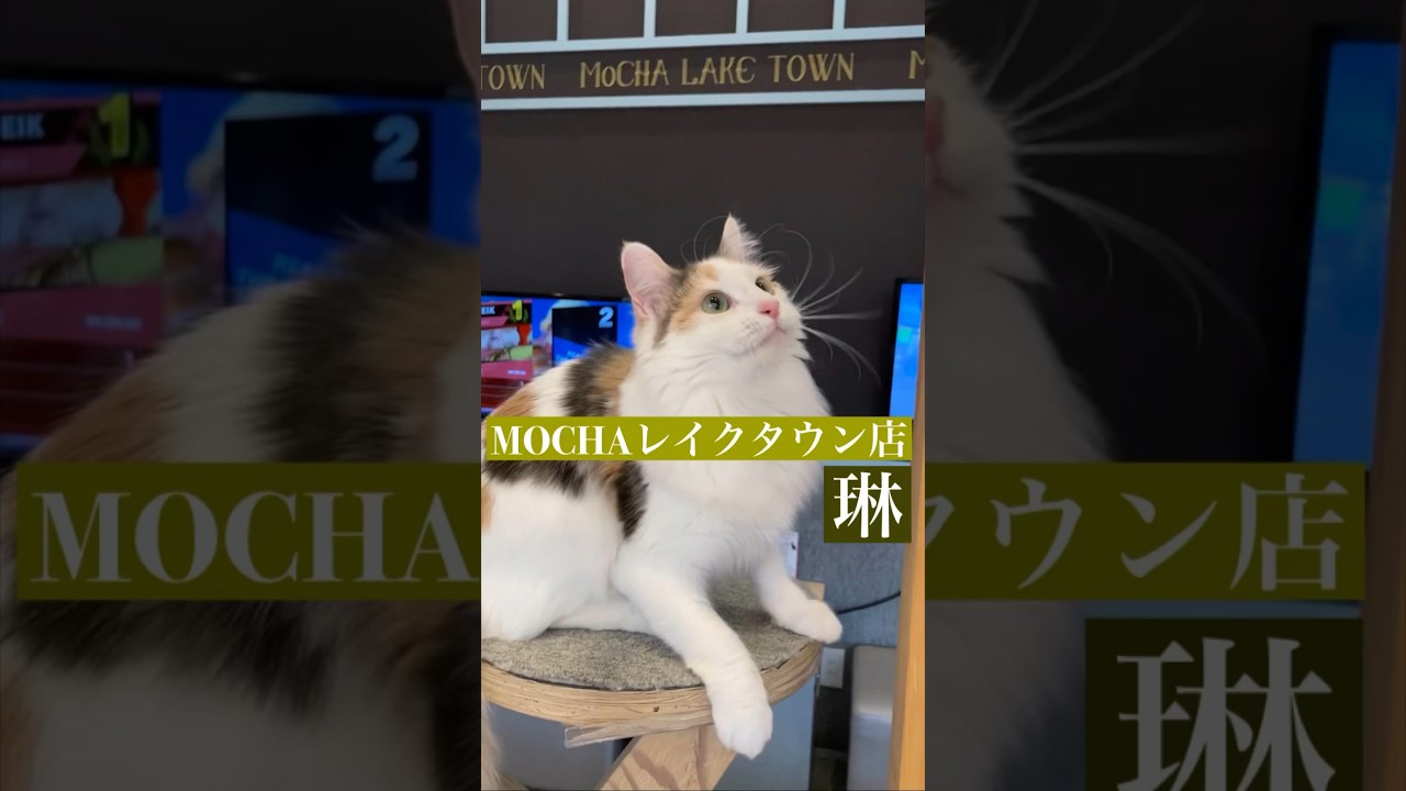 琳　(ノルウェージャンフォレストキャット♀)　#猫カフェモカイオンレイクタウン店  2023/5/23撮影　#shorts　#cat　#子猫　#美人猫