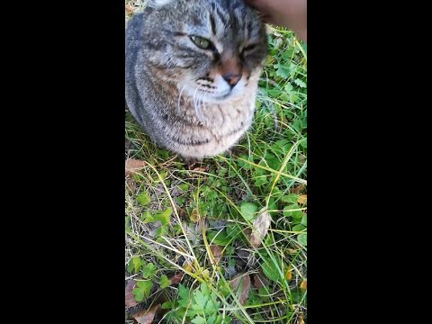 [Stray cat celebrates the New Year in Japan]Friendly brown cat【野良猫のお正月】性格のいいキジトラ猫　#shorts