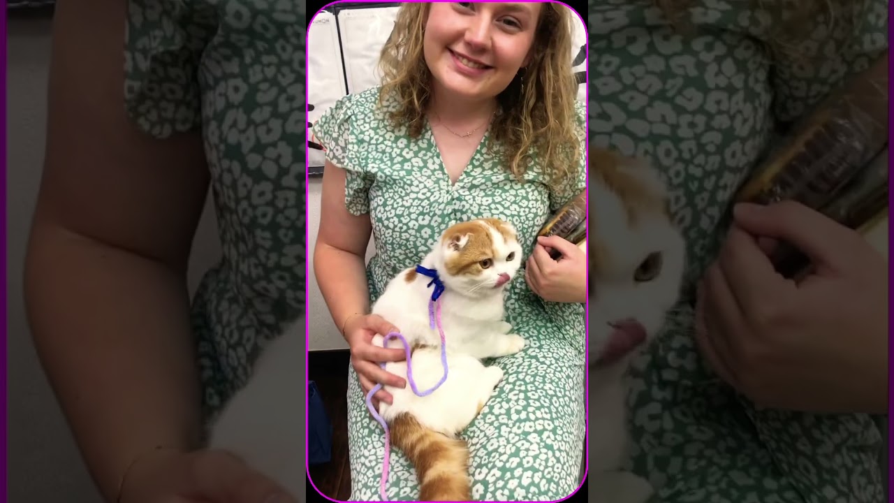 抱っこありがとう😊 #cat #スコティッシュフォールド #スコティッシュ 🐱💕 #子猫 #ねこ #猫 #夫婦 #子育て #こねこ #スコティッシュ子猫