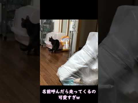 【アビシニアン】名前呼んだら走ってきてくれるの可愛すぎw