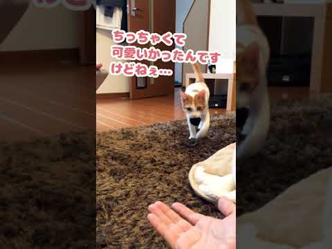 師匠にも子猫の時あったんや…【おしゃべりする猫】 #Shorts