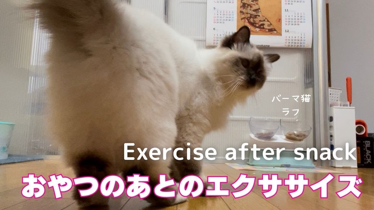 バーマン猫ガブとラフとミカ【おやつのあとのエクササイズ】Exercise after snack（バーマン猫）Birman/Cat