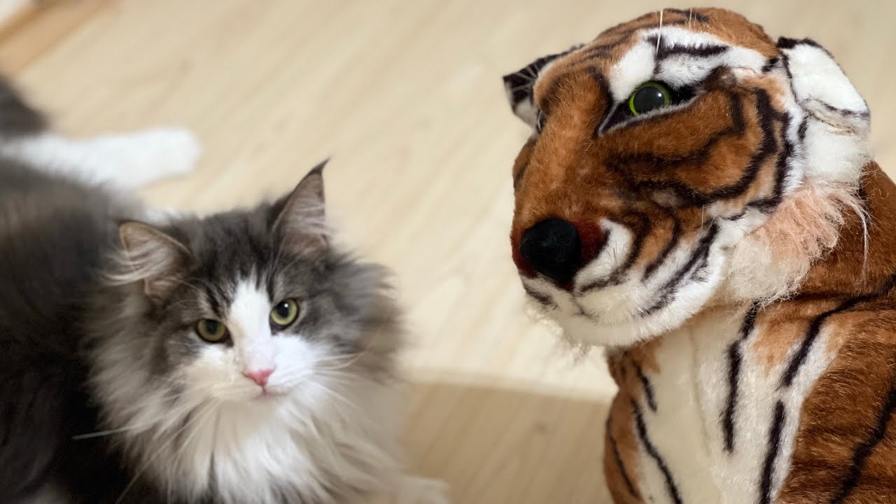 【猫と虎】トラさんと初対面‼︎もふ猫たちの反応は…？ターキッシュアンゴラとノルウェージャンフォレストキャット