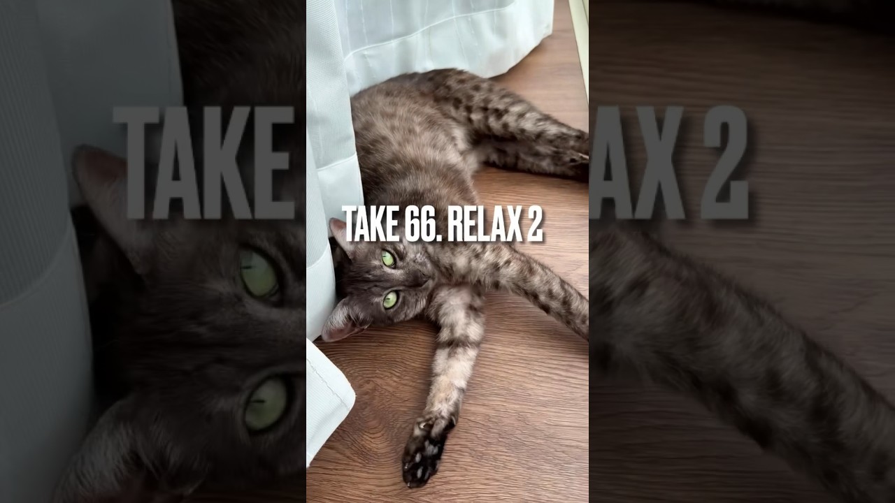 #リラックス にゃん😽#relax #猫 #かわいい猫 #猫動画かわいい #エジプシャンマウ #shorts