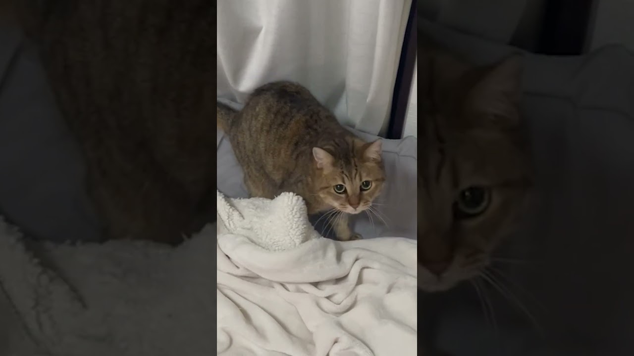 かくれんぼの才能が皆無な猫がかわいい…　#shorts