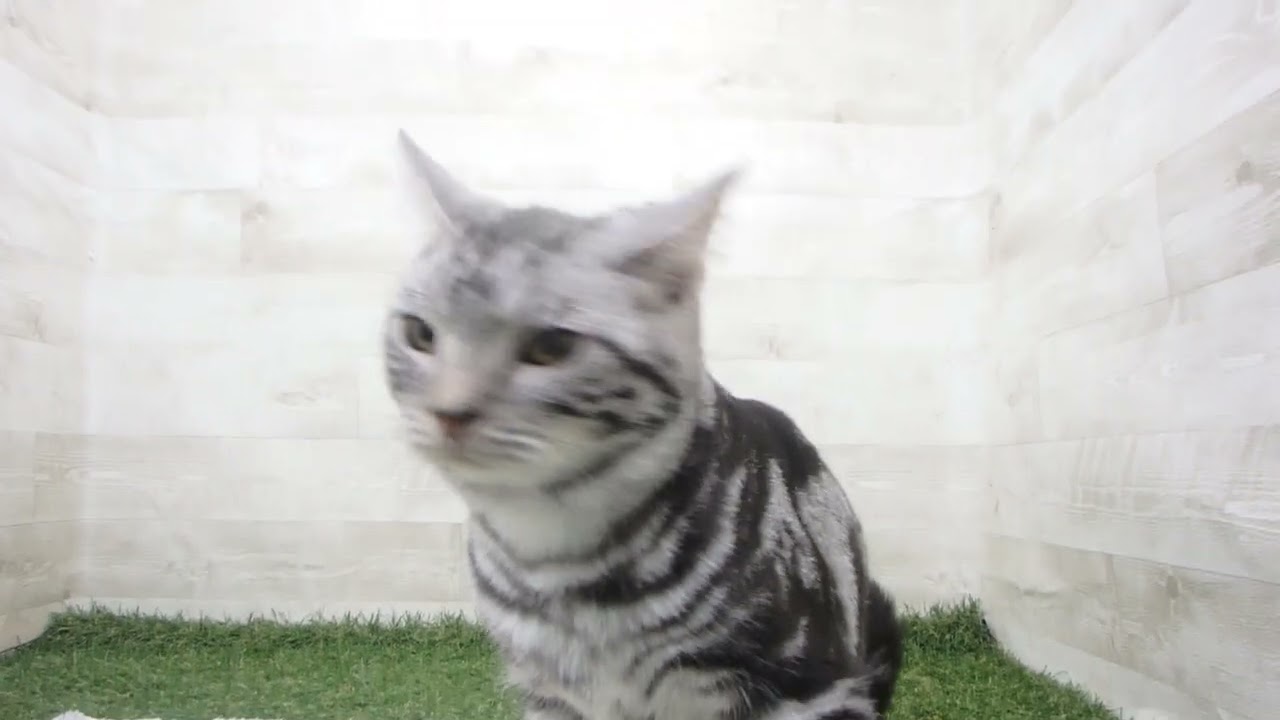 Coo&RIKU　No00627323 アメリカンショートヘアー