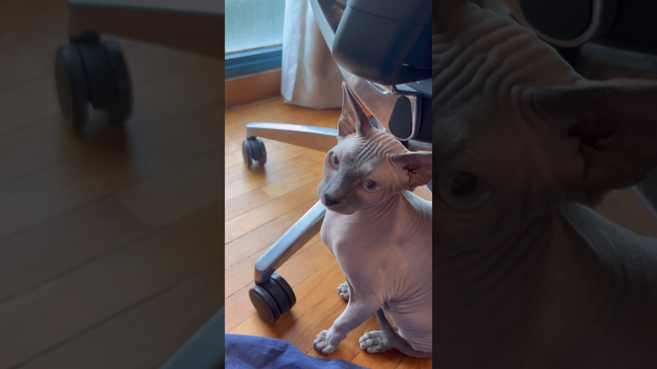 新入り子猫に戸惑う毛のない先住猫【スフィンクス猫】