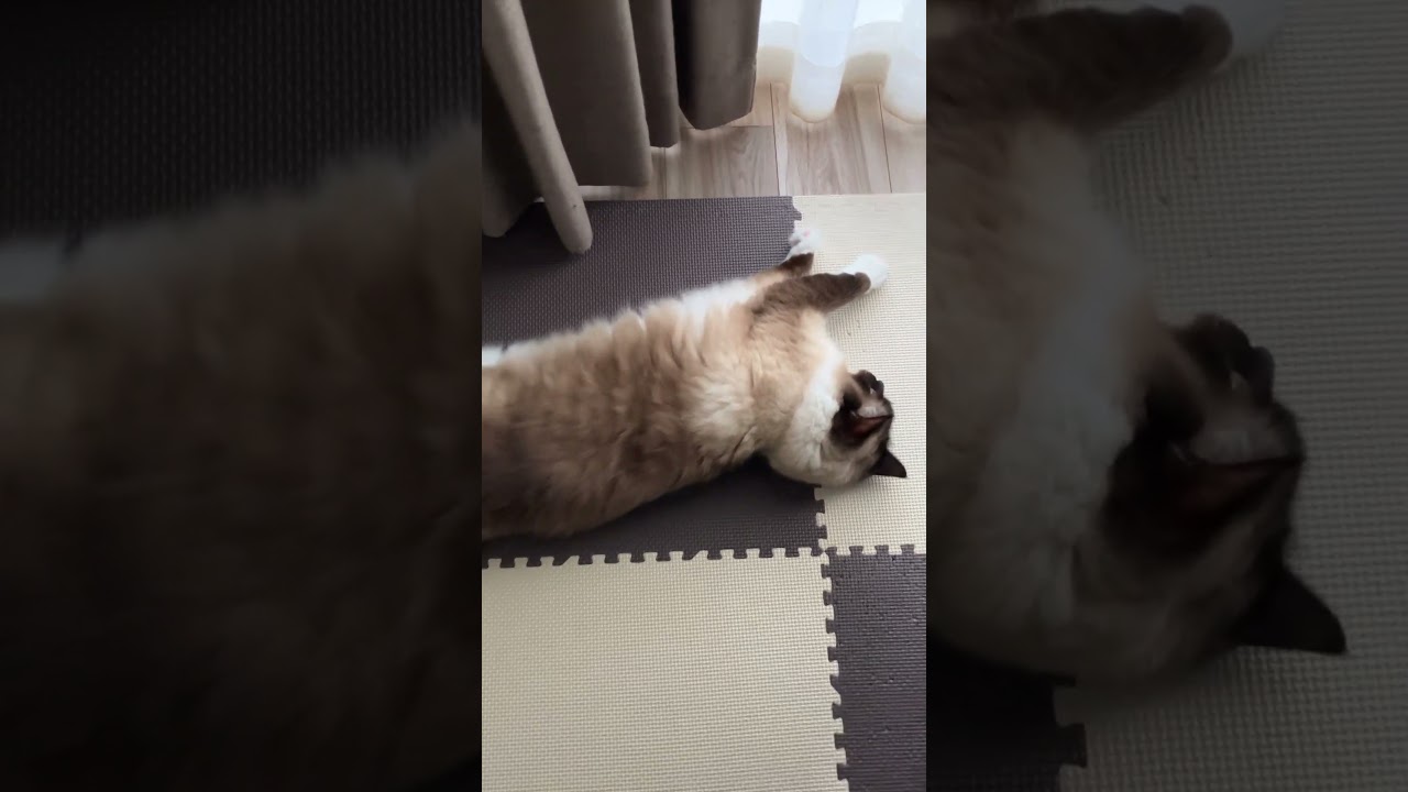 ラグドールのたぬきみたいな猫達が鼻で挨拶している #cat #kitten #ragdoll #アライグマ #こねこ #たぬき #ねこ #ラグドール #ラグドール子猫 #ねこのいる生活