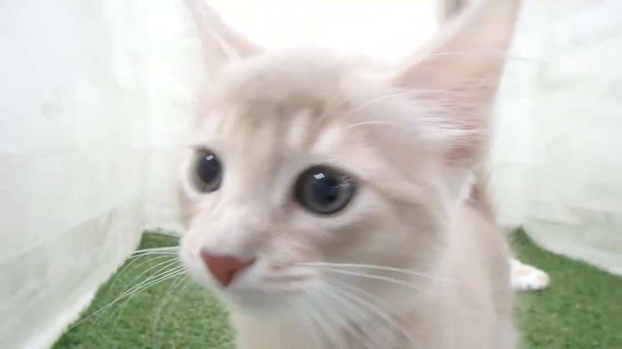 ペットショップcoo&riku No.00637343 ソマリ