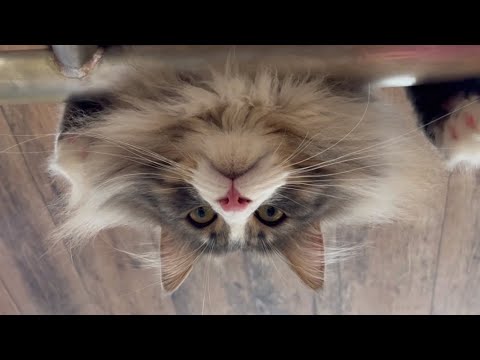 【かわいい❤︎】遊んでと言われた気がしたので、一緒に遊んだよwノルウェージャンフォレストキャット