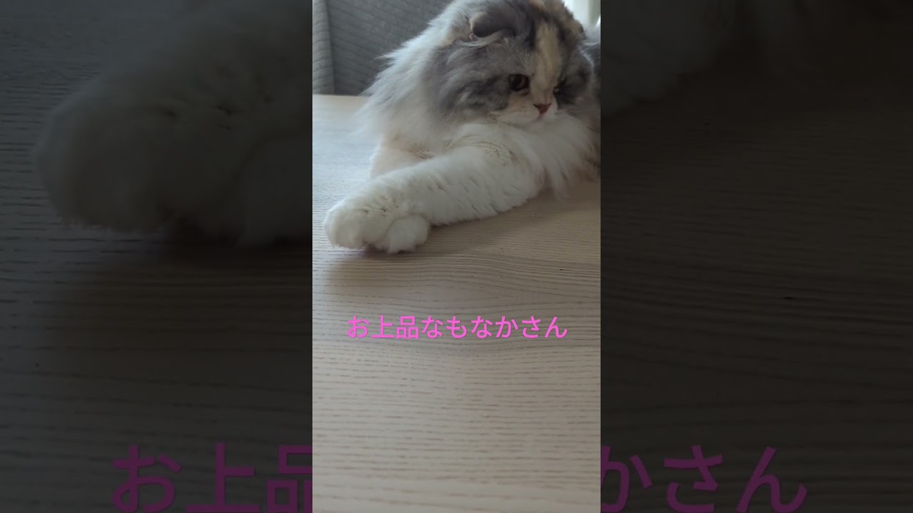 お上品なもなかさん#shorts #猫 #保護猫 #スコティッシュフォールド