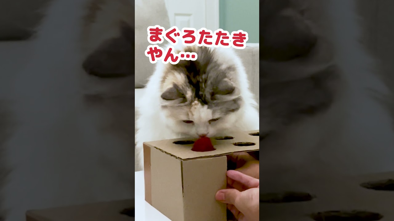 これもぐらたたきやなくて…まぐろのたたきやな #Shorts