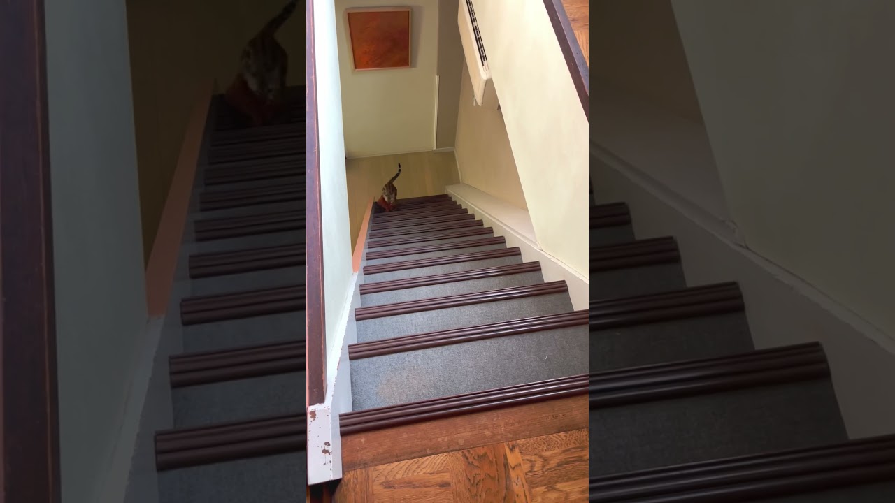 ベンガル猫、運動の時間