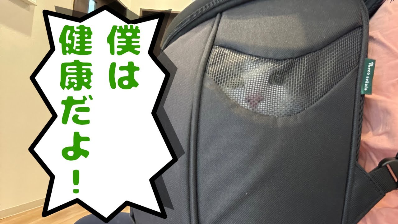 久しぶりに病院に連れていかれた猫【メインクーン】
