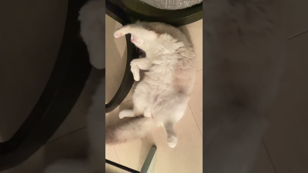 モップ猫♪ラグドール　#shorts
